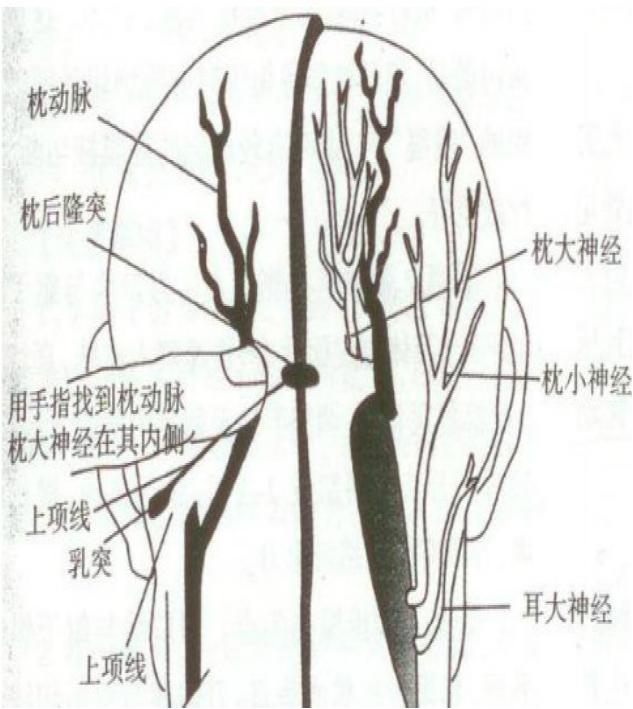 5px处为枕大神经,再向外侧62.